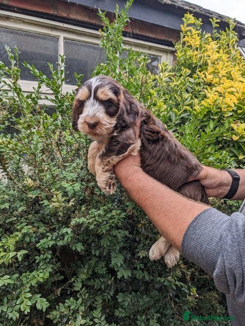 Cockapoo dogs Cockapoo puppies available next week - Advert 1