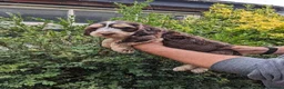 Cockapoo dogs for sale: Cockapoo puppies stunning colours  - Advert 11