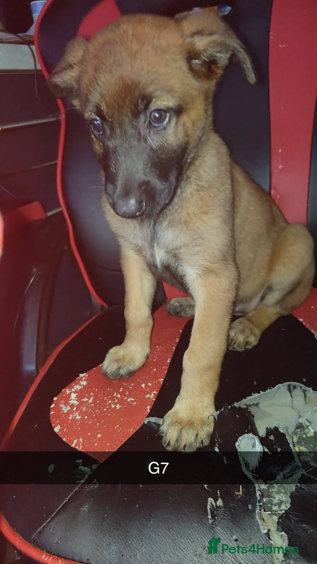 Belgian Shepherd Dog dogs for sale: Belgium malinois puppies  - Advert 1