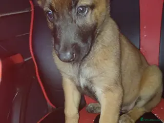 Belgian Shepherd Dog dogs Belgium malinois puppies - Advert 3