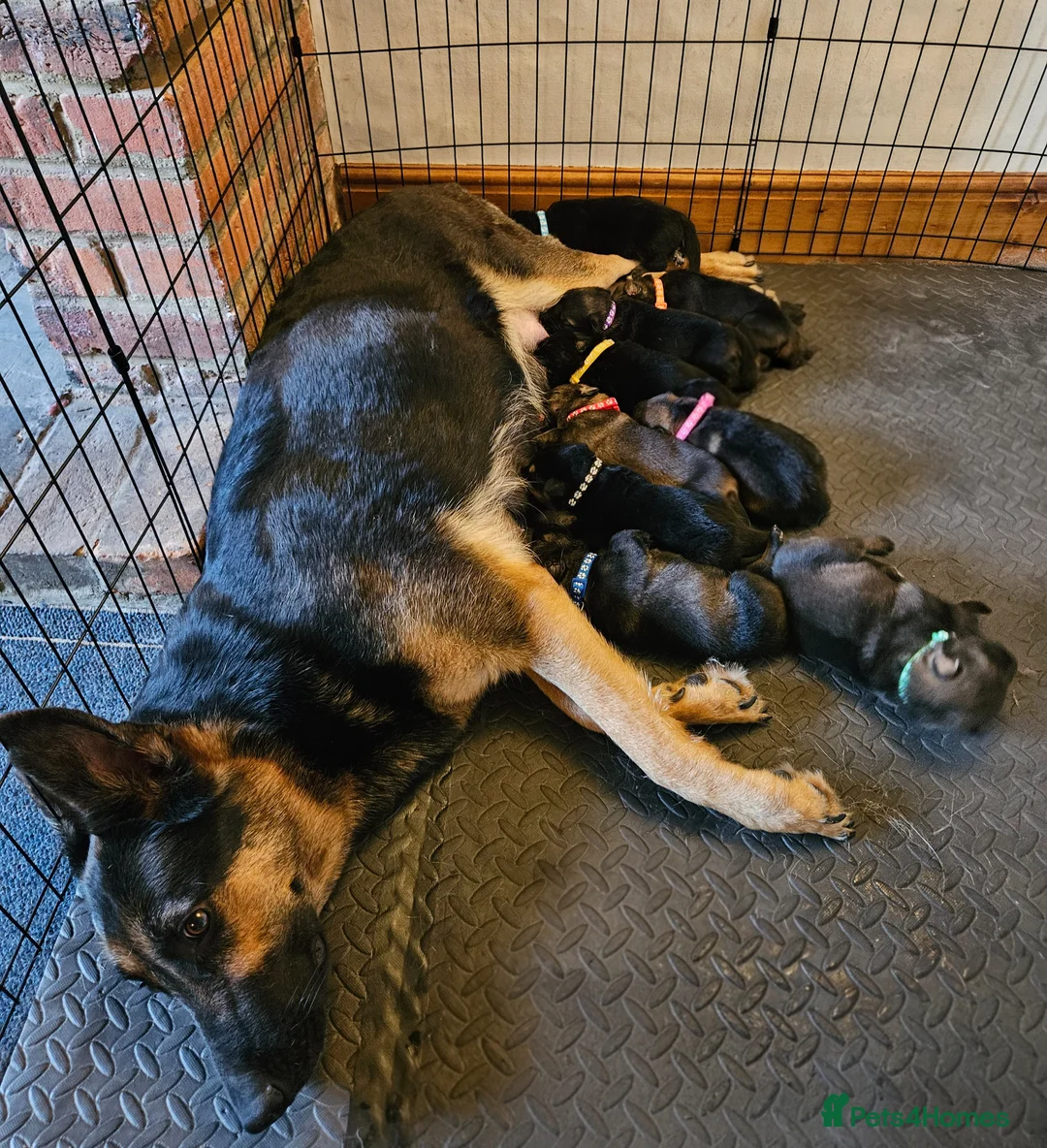 German Shepherd dogs for sale: German Shepherd Puppies in Ashford - Advert 1