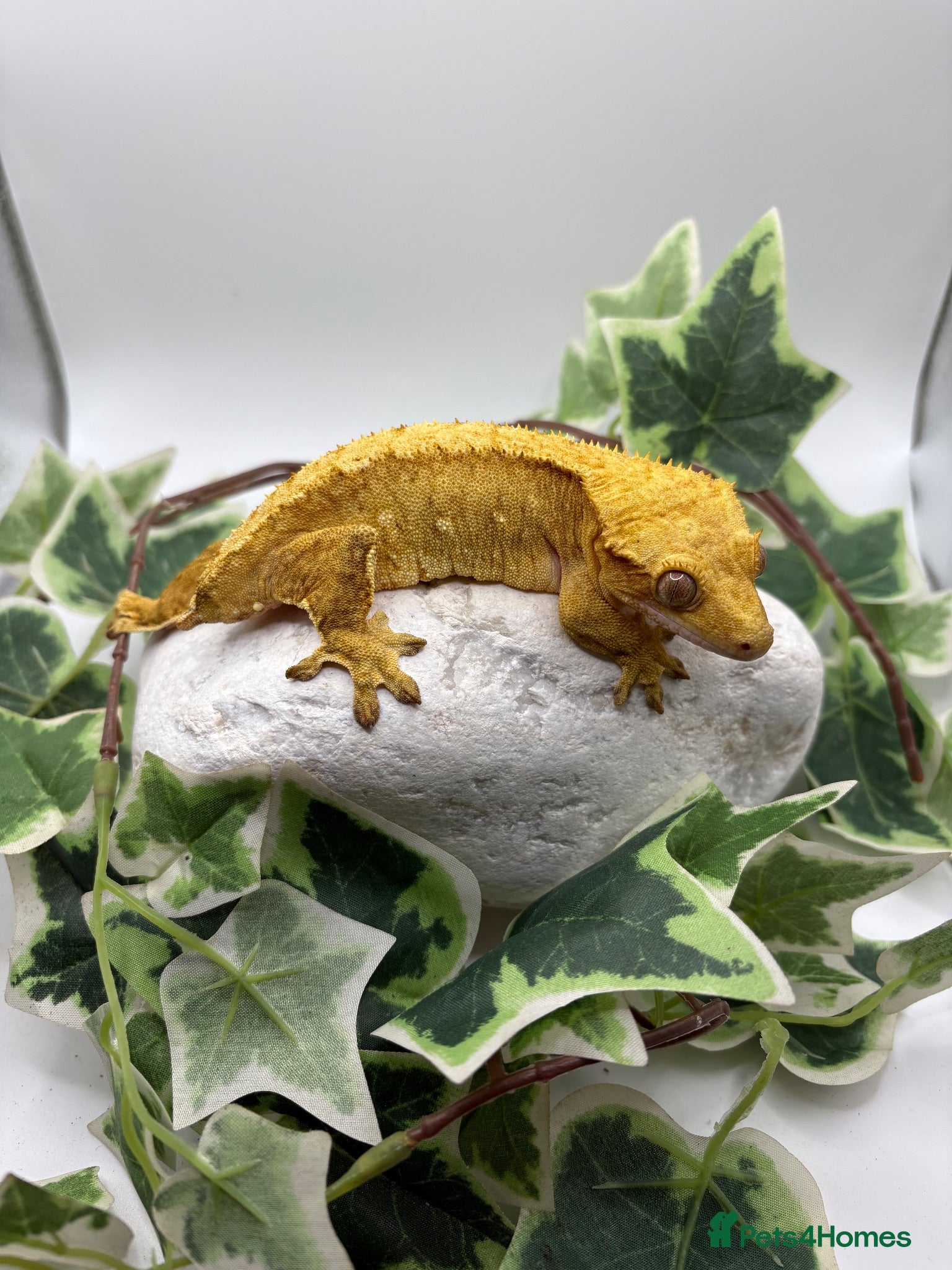 Gecko reptiles Female crested gecko  - Advert 1