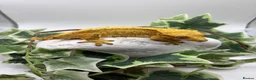 Gecko reptiles for sale: Female crested gecko  - Advert 1