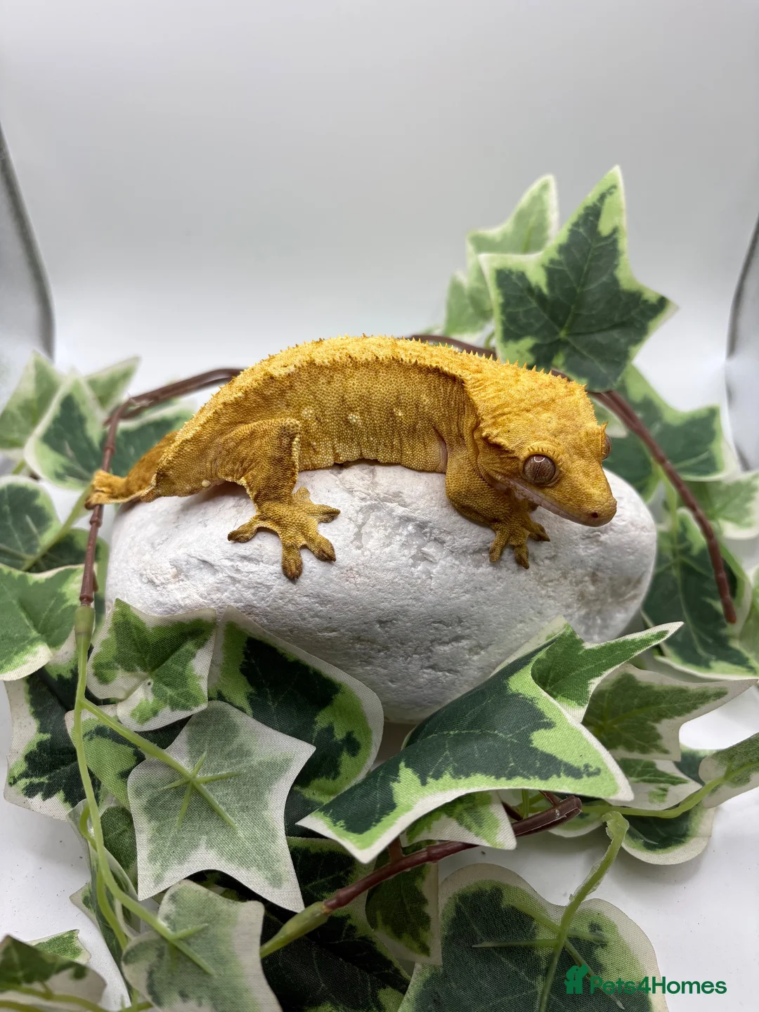 Gecko reptiles for sale: Female crested gecko  - Advert 1