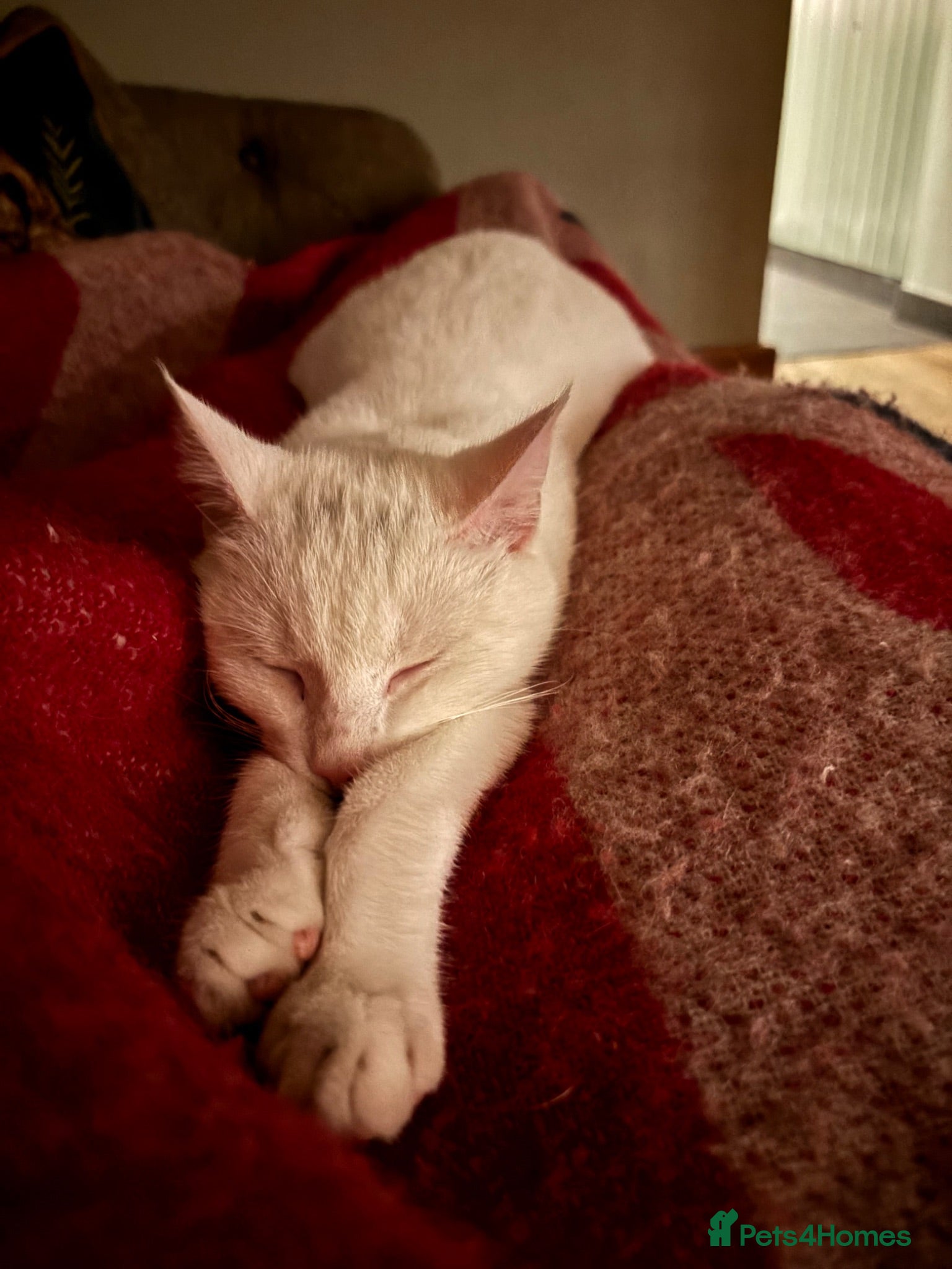 Mixed Breed cats Beautiful white cat  - Advert 1