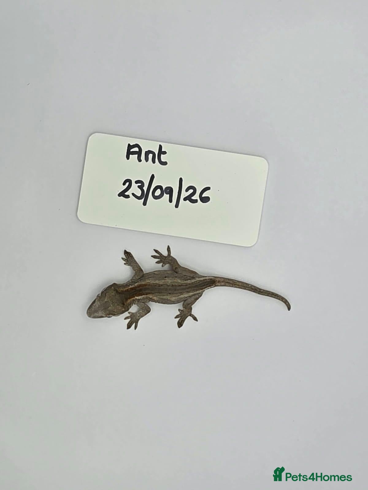 Gecko reptiles for sale: Gargoyle Gecko - Advert 2