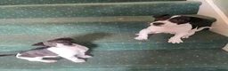 Jack Russell dogs for sale: 2 beautiful male Jack Russells - Advert 1