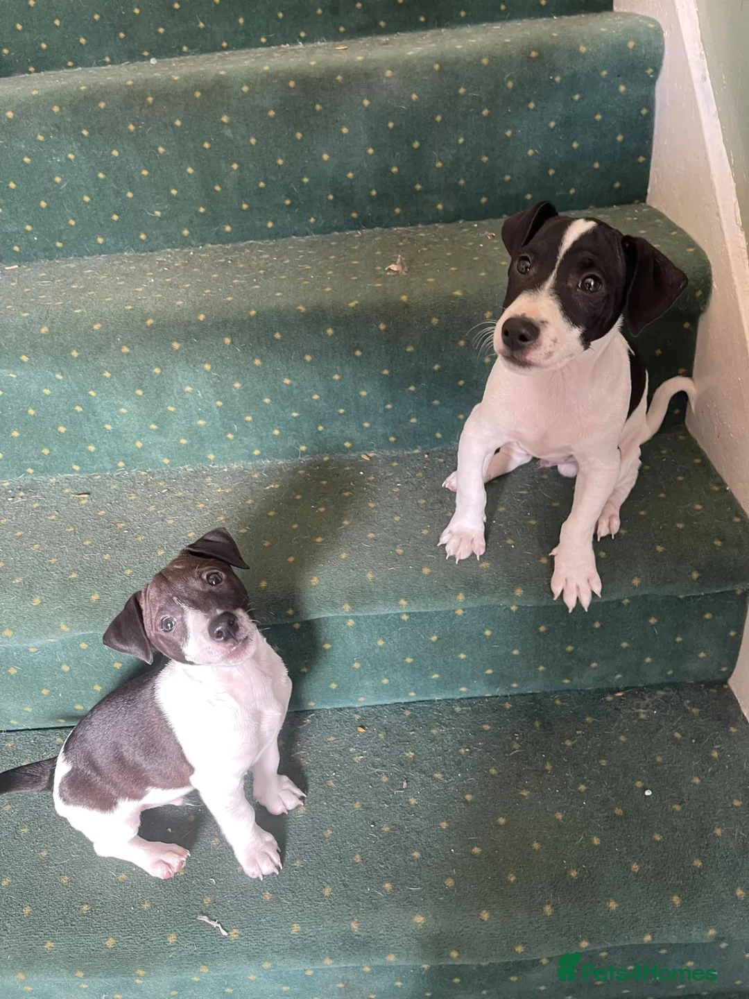 Jack Russell dogs for sale: 2 beautiful male Jack Russells - Advert 1