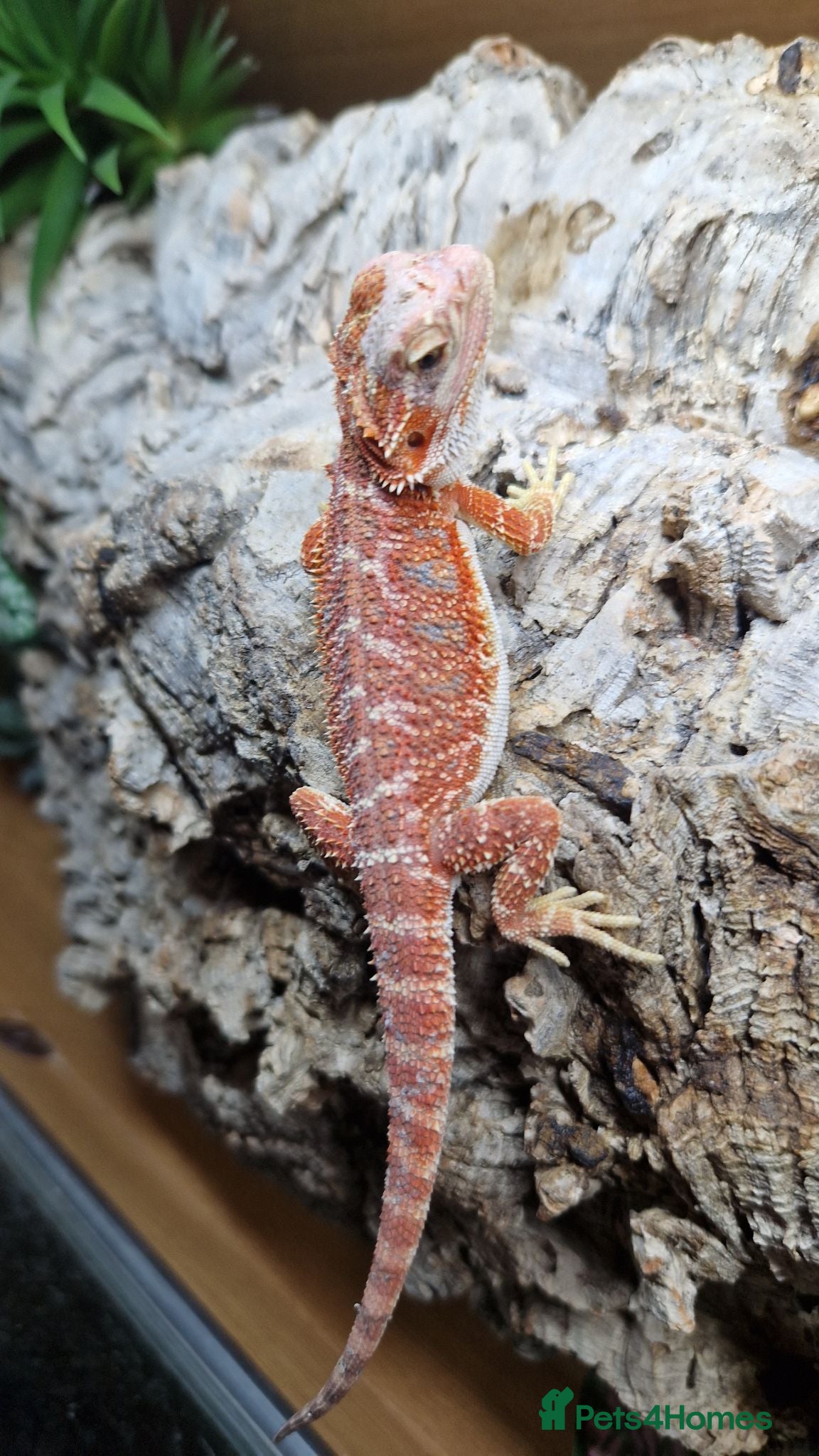 Bearded Dragon reptiles Bearded dragons  - Advert 2