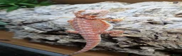 Bearded Dragon reptiles for sale: Bearded dragons  - Advert 2