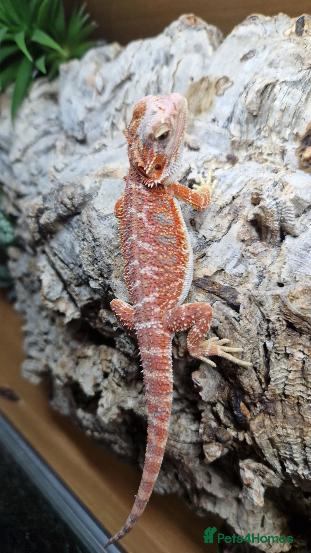 Bearded Dragon reptiles for sale: Bearded dragons  - Advert 2