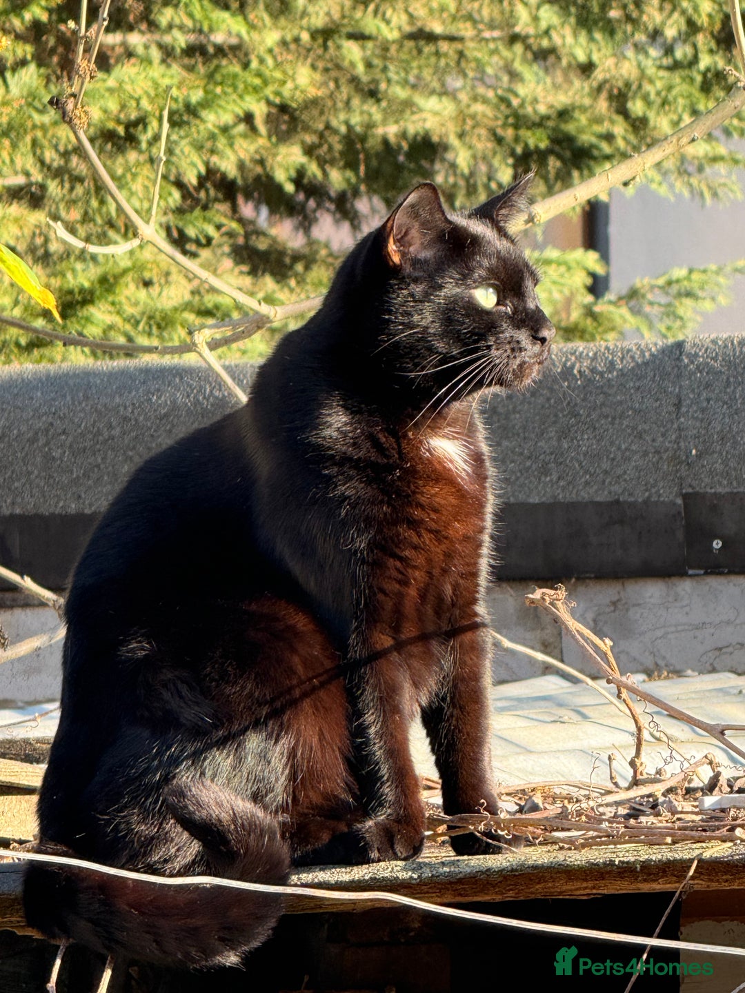 Bombay cats for sale: Paris the Bombay 🖤 - Image 3