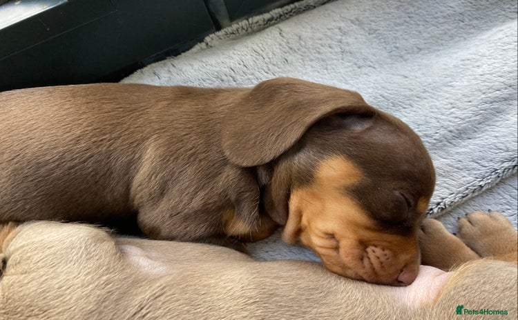 Miniature Dachshund dogs - Advert 1