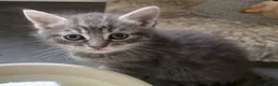 Ragdoll cats for sale: Half ragdoll kittens - Advert 4