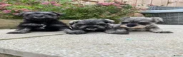 Miniature Schnauzer dogs for sale: 3 Pure Miniature Schnauzers available in Colchester - Advert 3