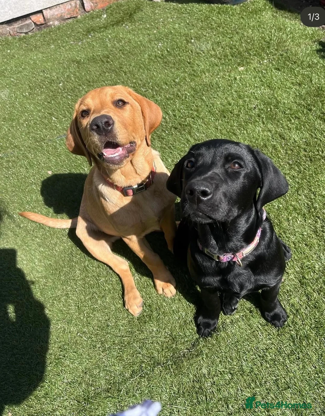 Labrador Retriever dogs for sale: Rehoming 2 Sister Labrador’s  - Advert 3