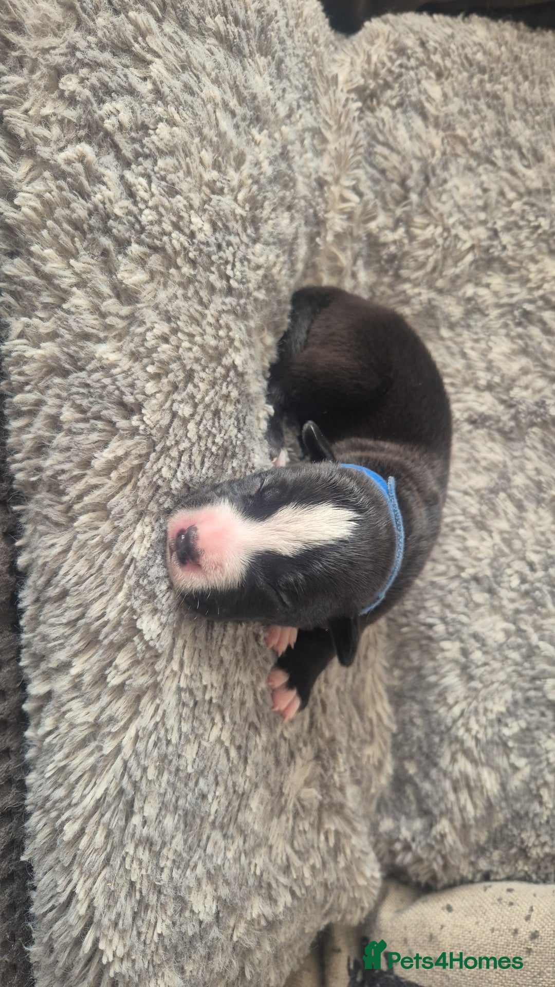 Mixed Breed dogs for sale: American bull staffy cross cane corso - Image 15