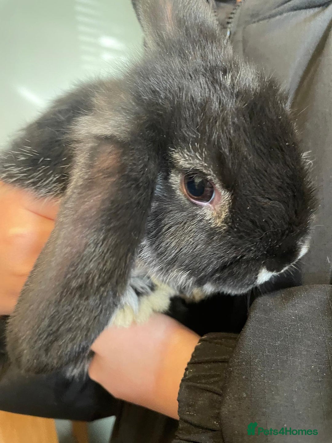 Mini Lop rabbits for sale: Ready to go mini lop - Advert 12