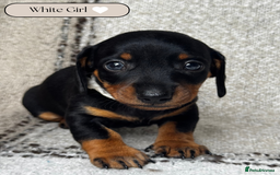Miniature Dachshund dogs for sale: 🐶🖤STUNNING KC MINIATURE DACHSHUND PUPPIES🖤🐶 - Image 2
