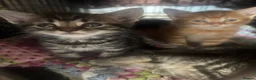 Mixed Breed cats for sale: kittens - Advert 2