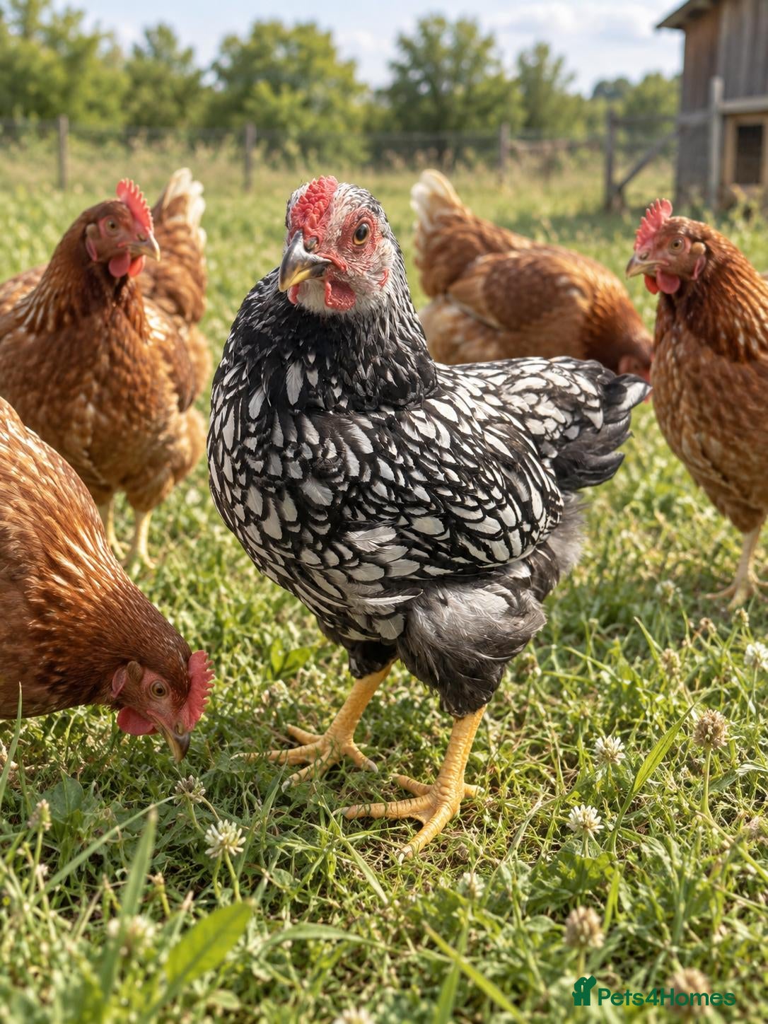Chickens poultry Pure Silver Laced Wyandotte Cockerel - Advert 2