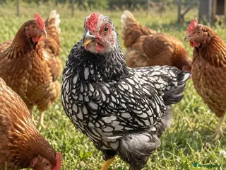 Chickens poultry Pure Silver Laced Wyandotte Cockerel - Advert 2