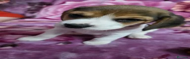 Beagle Puppy 4