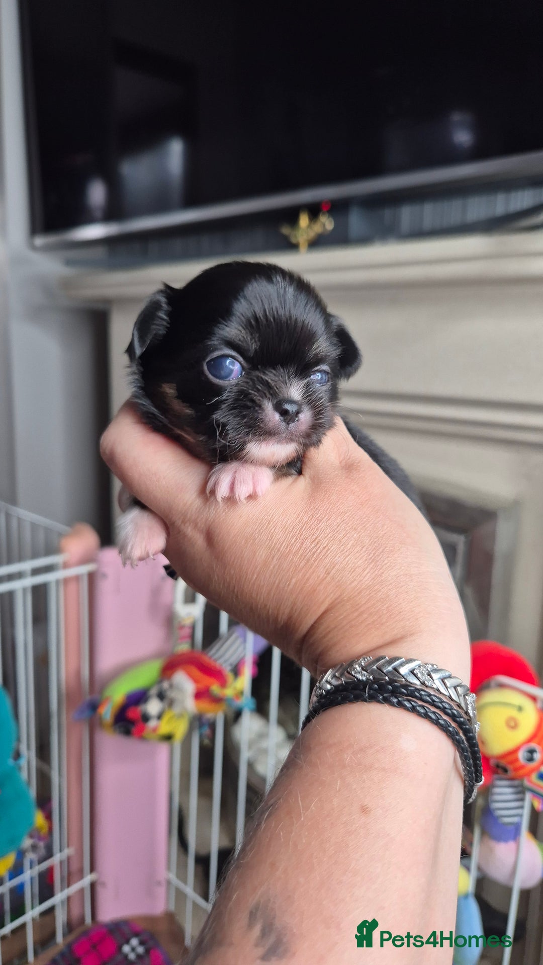 Chihuahua dogs for sale: KC registered Chihuahua puppies  - Advert 11