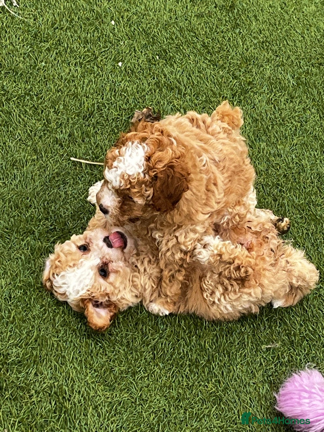 Cavapoo dogs for sale: Beautiful cavapoo puppies  - Image 21