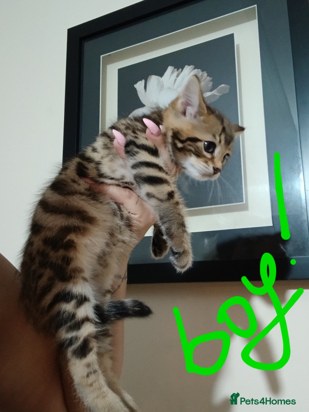 Mixed Breed cats for sale: Beutyful bengal babies wisbech 🐈😻 - Advert 27