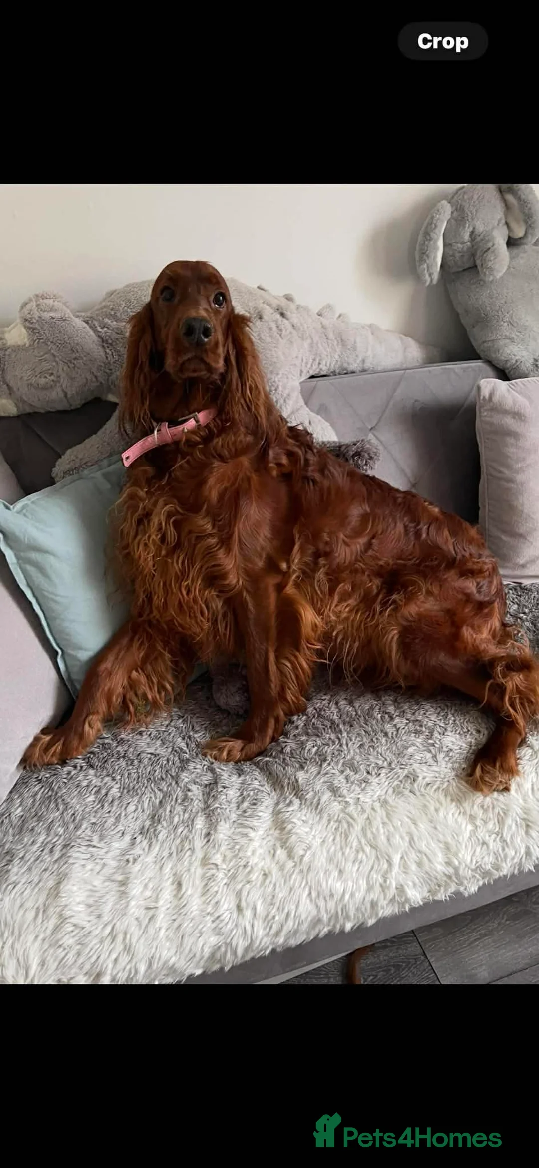 Mixed Breed dogs for sale: Irish Setter cross Afghan Hound - Advert 6