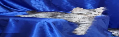 Silver female 
