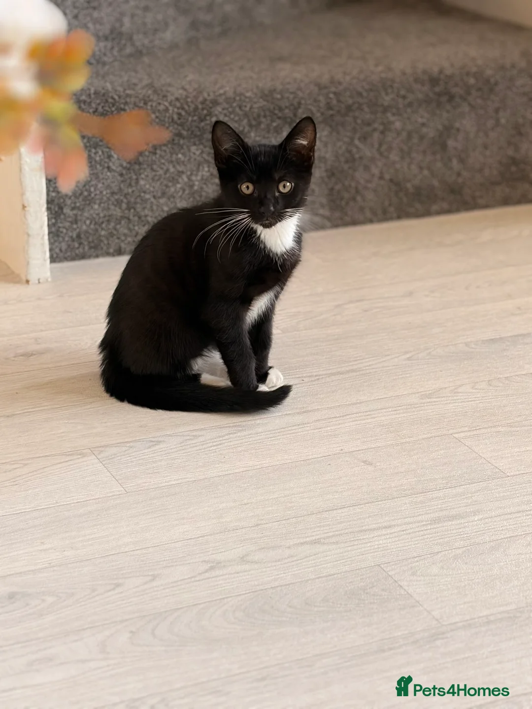 Mixed Breed cats for sale:  **   in Birkenhead - Advert 9