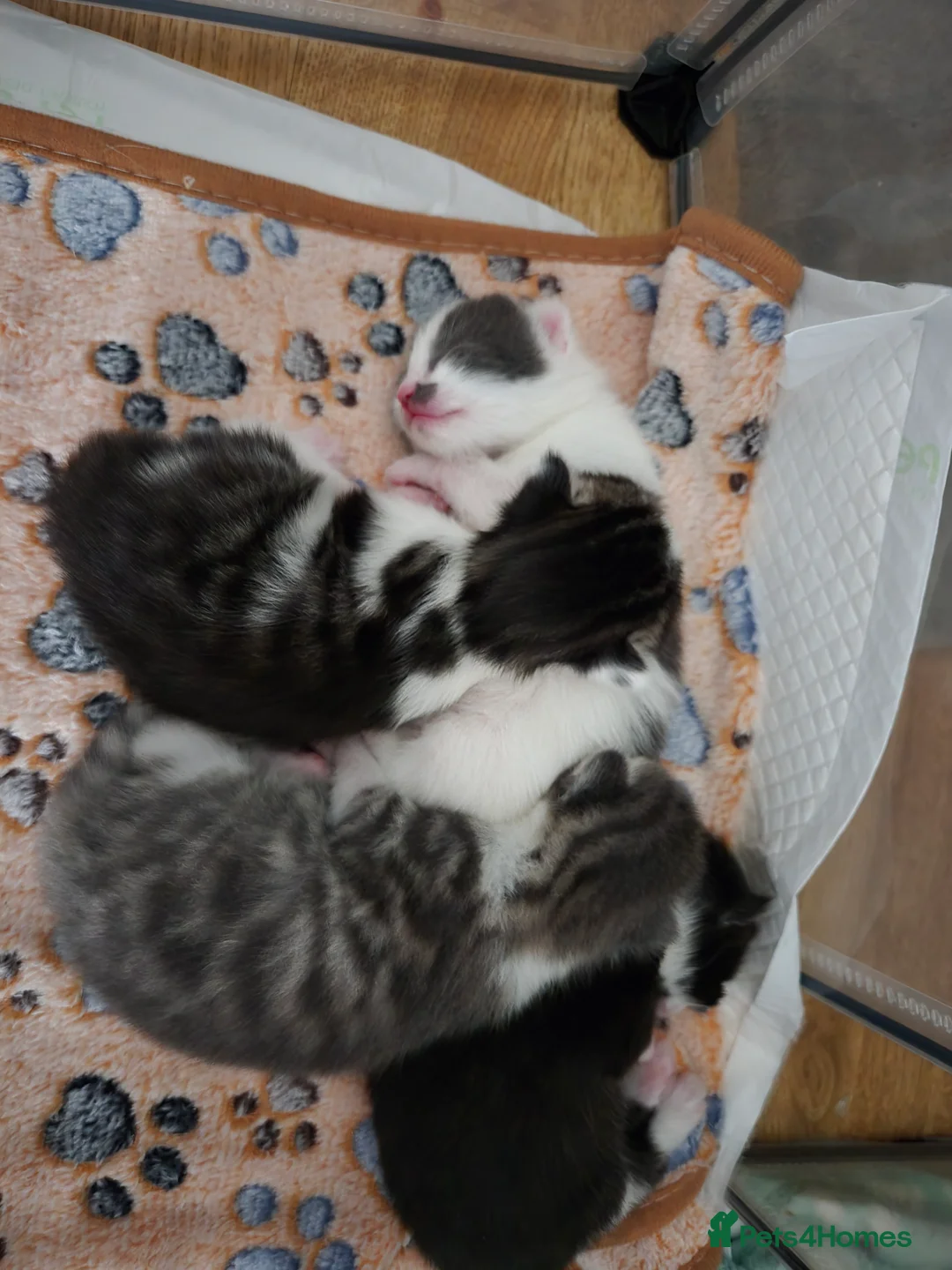 Mixed Breed cats for sale: 4 beautiful kittens 2 males & 2 females  - Advert 2