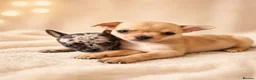 Chihuahua dogs for sale: Chihuahuas *Stunning Litter* LAST ONE Tiny - Advert 10