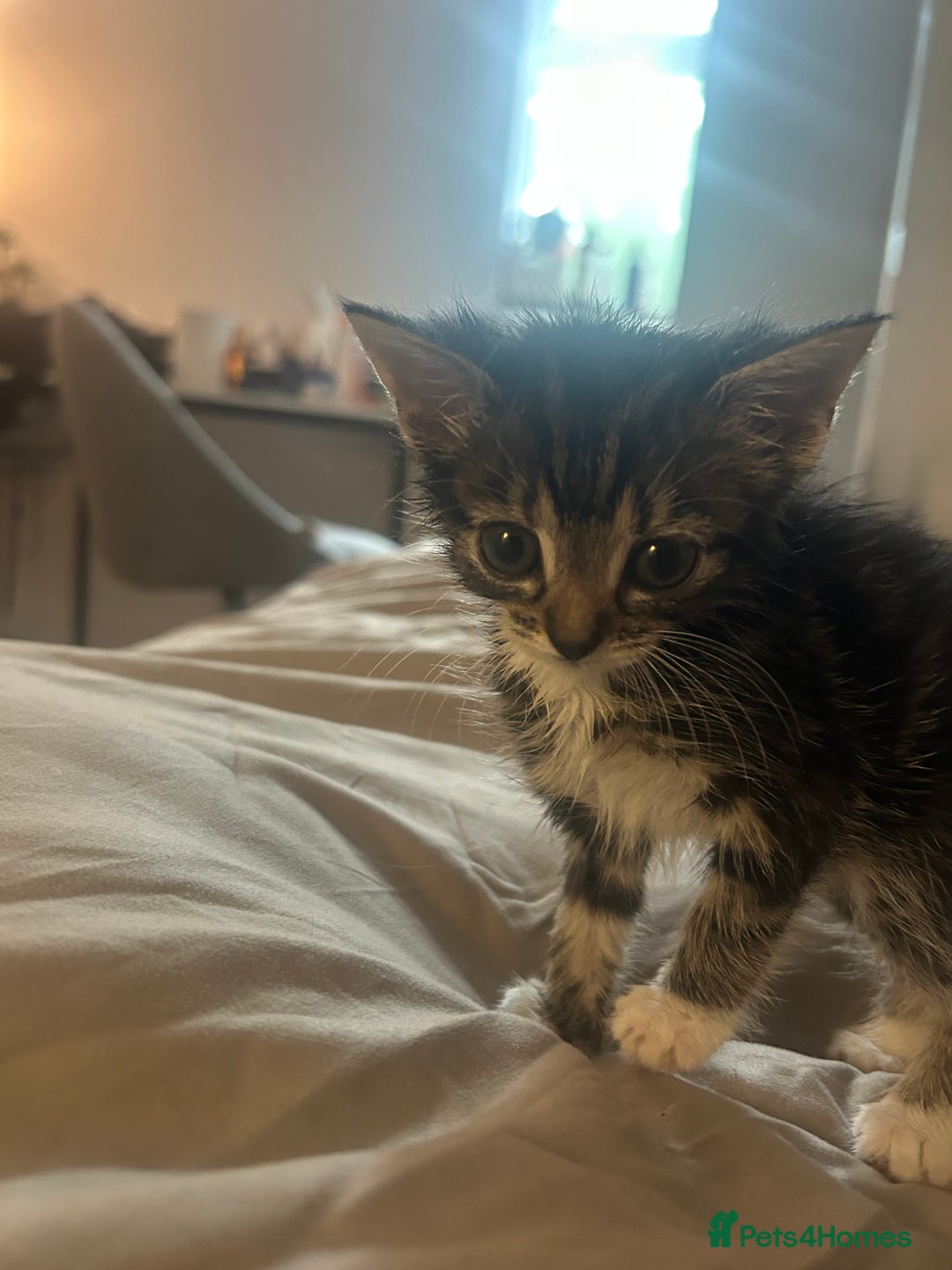 Mixed Breed cats for sale: 2 beautiful kittens ready to go! - Image 3