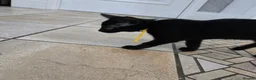 Mixed Breed cats for sale: Beautiful Black Kittens - Advert 2