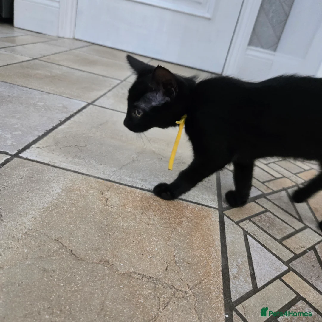 Mixed Breed cats for sale: Beautiful Black Kittens - Advert 2