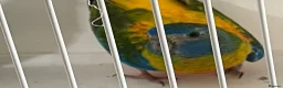 Parakeets birds for sale: Proven pair of Turquoise Grass Parakeet - Advert 13