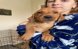 Labrador Retriever dogs for sale: Beautiful Lab girls for sale. Black and fox red.  - Image 1