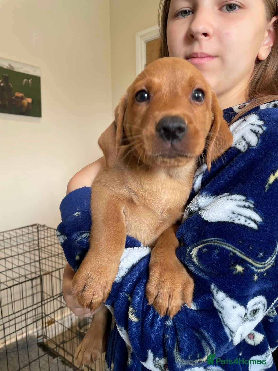 Labrador Retriever dogs for sale: Beautiful Lab girls for sale. Black and fox red.  - Image 1