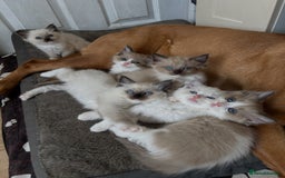 Ragdoll cats for sale: Ragdoll kittens boys 3 boys, one seal mink - Image 2