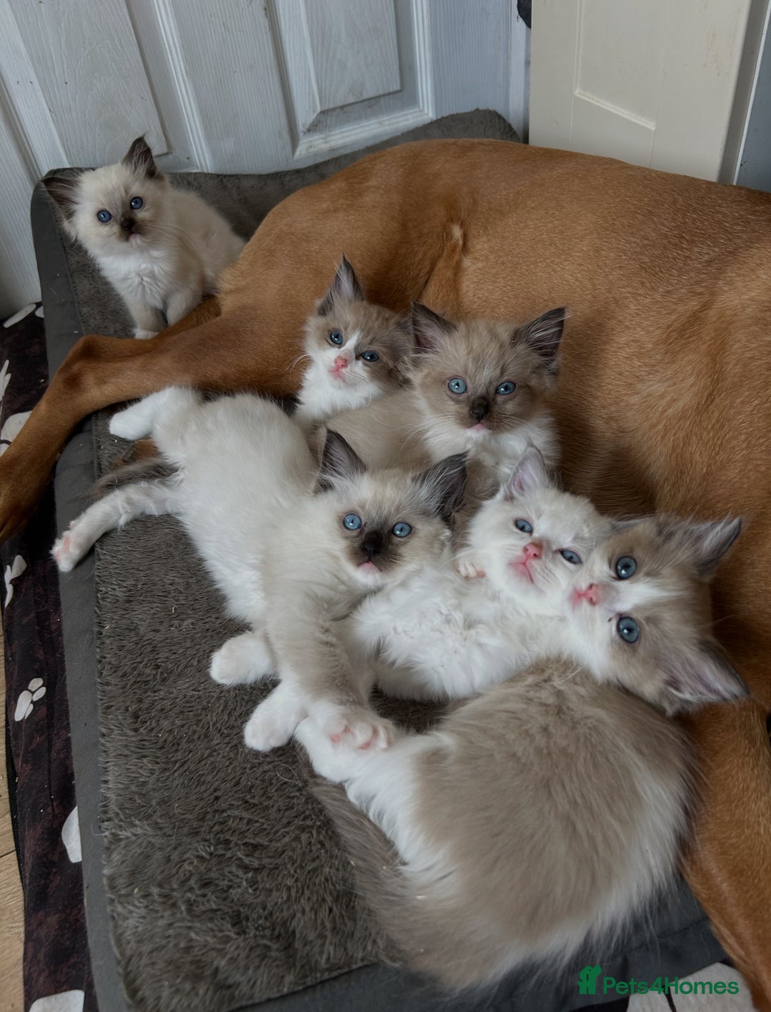 Ragdoll cats for sale: Ragdoll kittens boys 3 boys, one seal mink - Image 2
