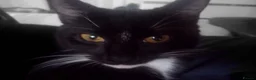 Mixed Breed cats for sale: 2boys & 2girls  - Advert 16