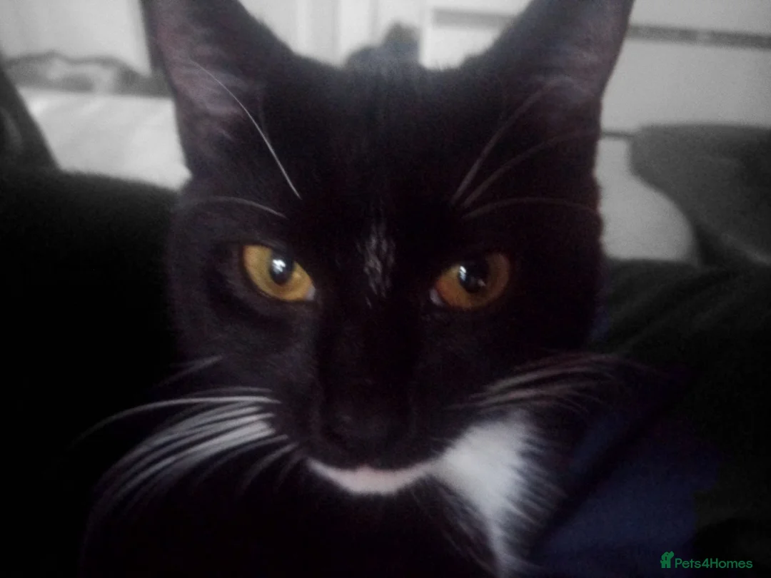 Mixed Breed cats for sale: 2boys & 2girls  - Advert 16