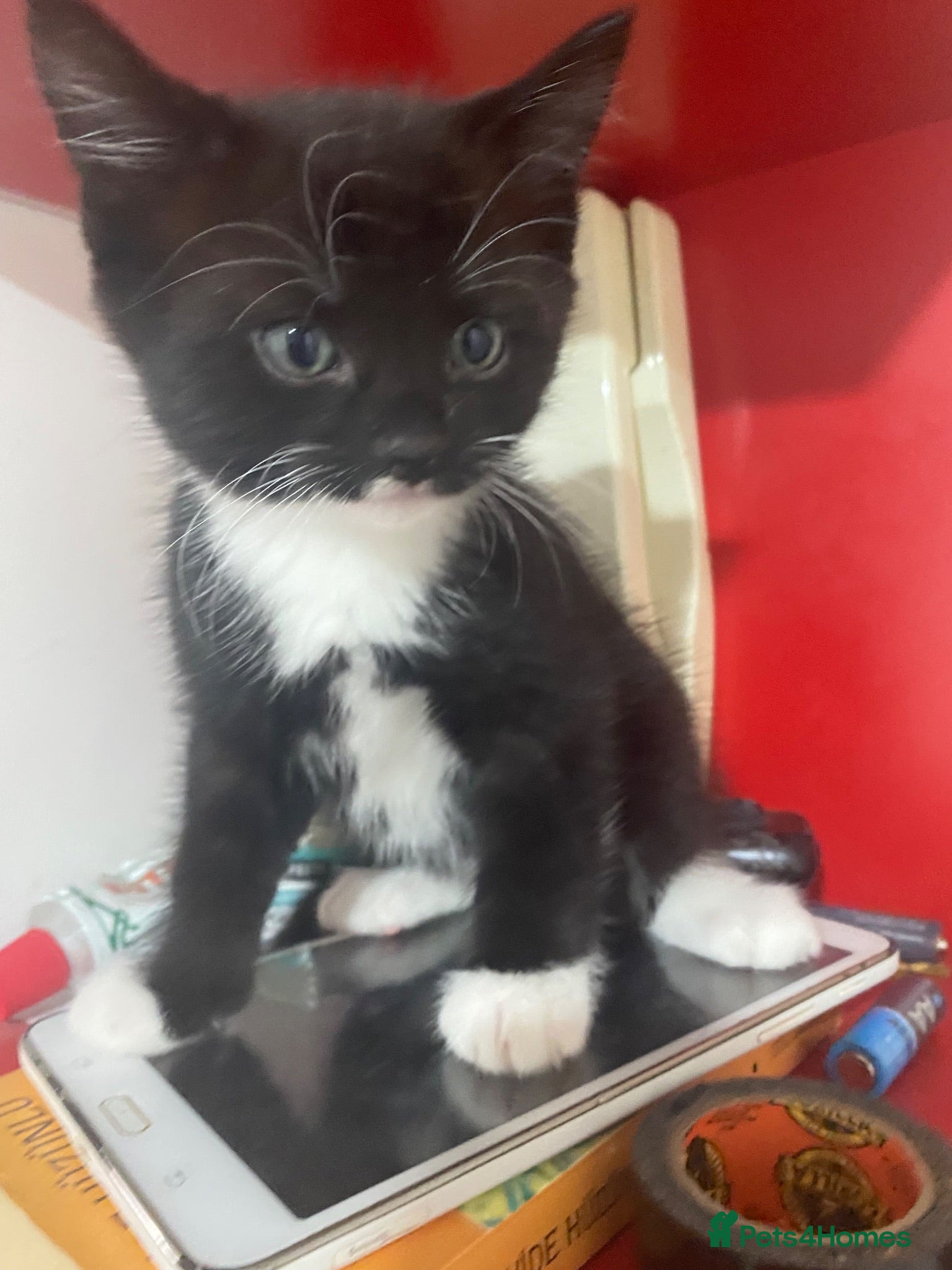 Mixed Breed cats 2 kittens looking for a home, one male, one female - Advert 2