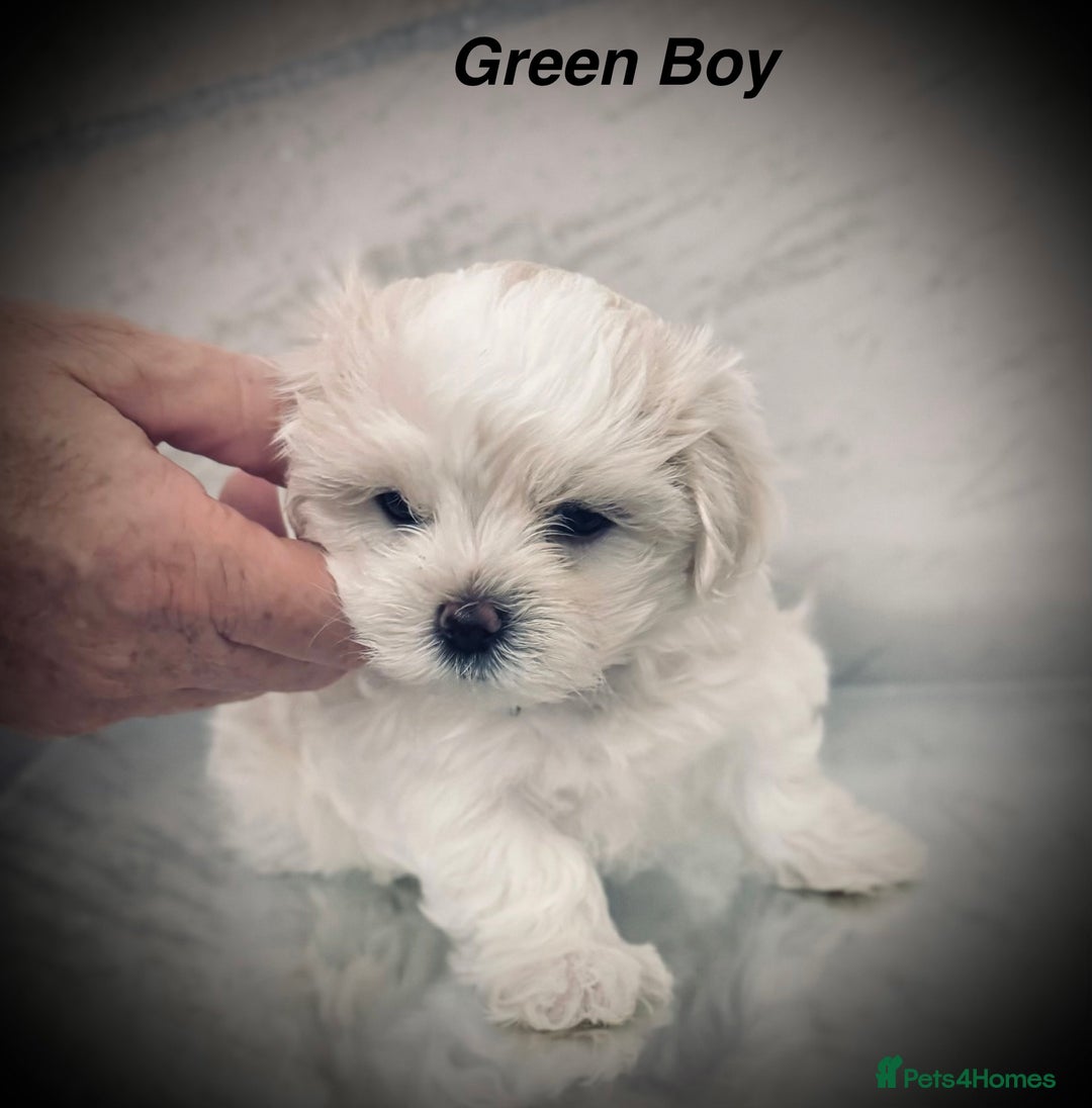 Maltese dogs for sale:  KC Registred Maltese puppies  - Advert 5