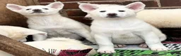 Japanese Akita Inu dogs for sale: Japanese Akita Puppies  - Advert 1