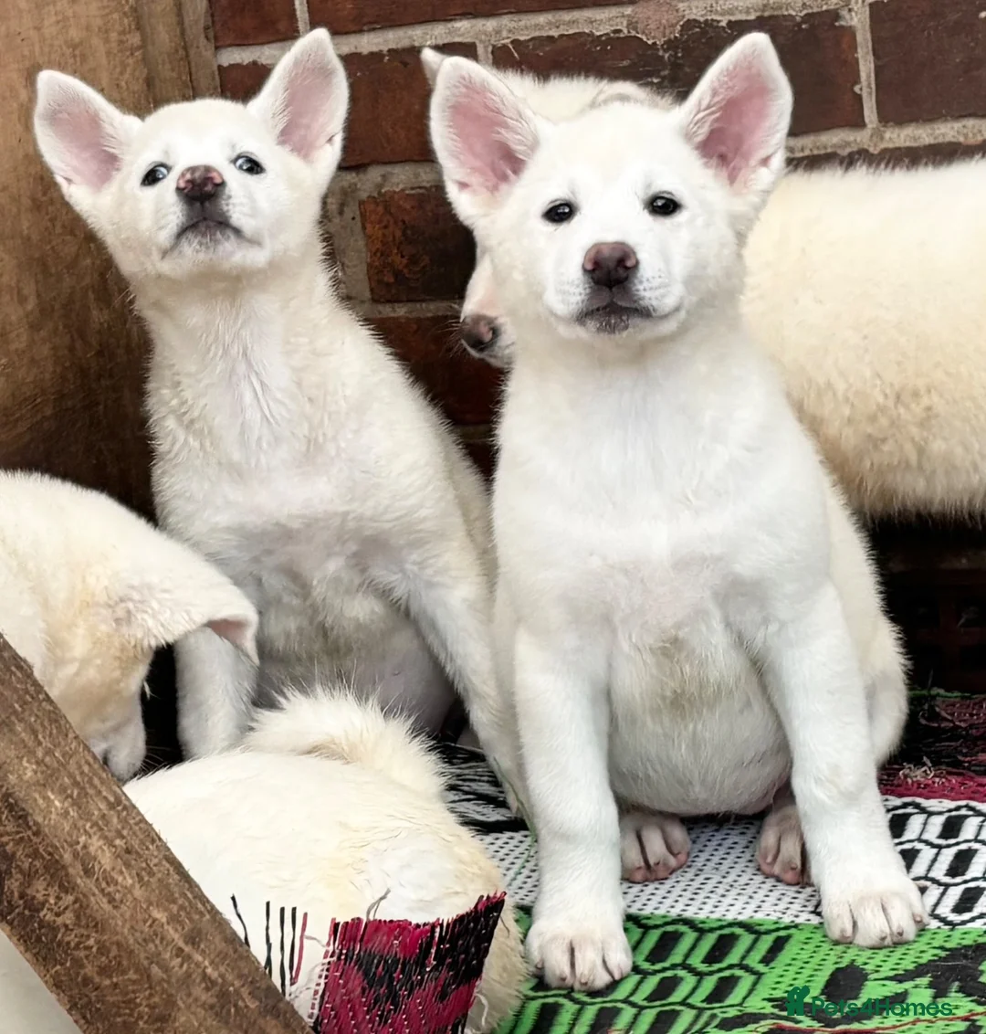 Japanese Akita Inu dogs for sale: Japanese Akita Puppies  - Advert 1
