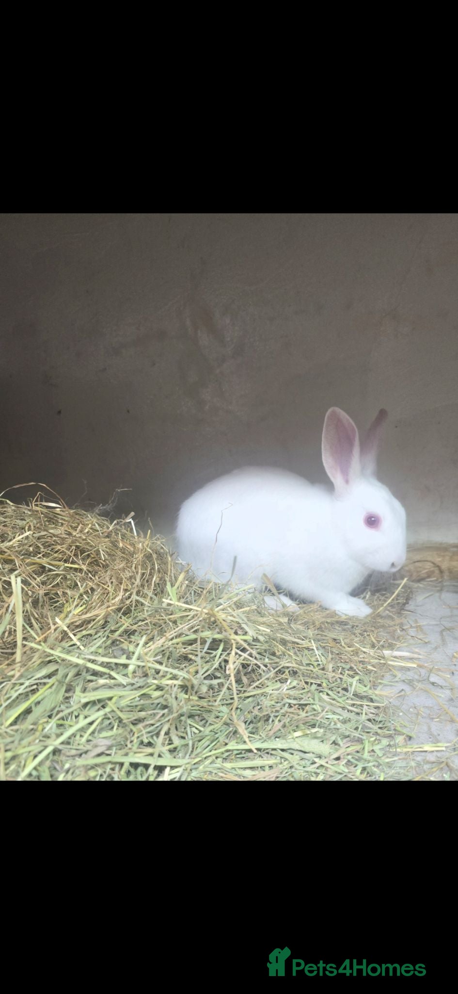 Mixed Breed rabbits Baby white bunny male rescue - Advert 1